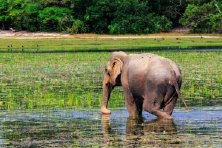 Und  von Kumana image