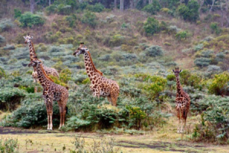 Ein erloschener Vulkan und ein geschichtsträchtiges Haus image