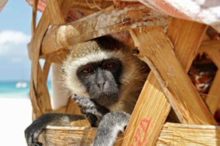 Mit einem Koffer voller Erinnerungen nach Hause image