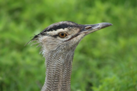 Sodaseen und Flamingos image