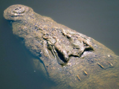 Wasserparadies Nyerere image