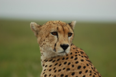 Serengeti Seronera image