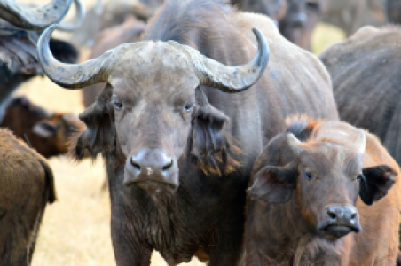 Ngorongoro Krater image