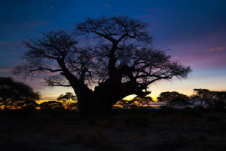 Tarangire Nationalpark image