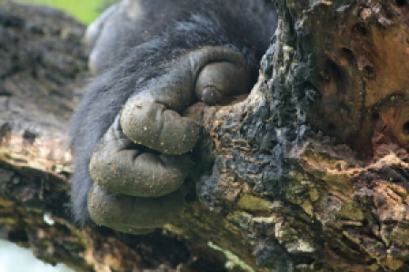 Bwindi Impenetrable Forest image