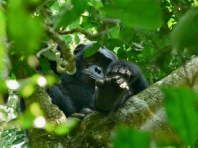 Kibale Forest Nationalpark image