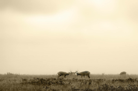Queen Elisabeth Nationalpark image