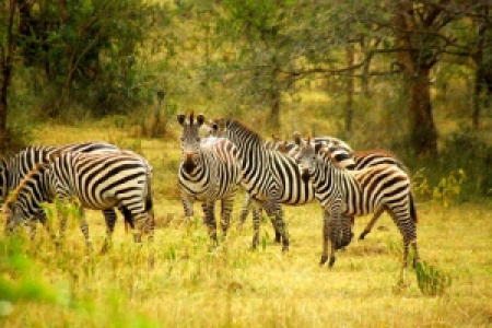 Auf Nacht- und Walksafari im Ugandas malerischten Park image