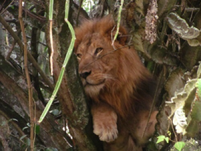 Von Löwen, die Primaten nachmachen image