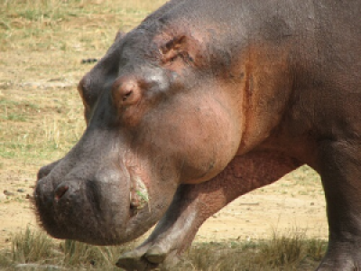Kraterseen, Löwen und ein Fluss voller Nilpferde image