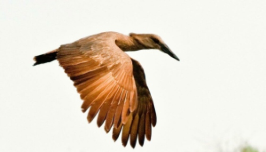 Riesige Krokodile und eine bunte Vogelwelt image