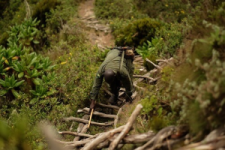 Die Virungas: der Stoff aus Legänden gemacht sind image