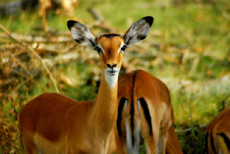 Lake Mburo Nationalpark image