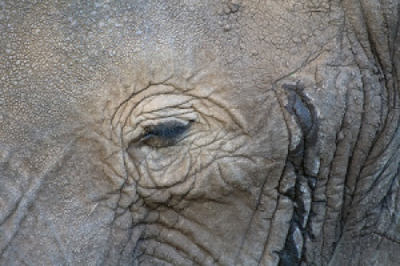 Queen Elisabeth Nationalpark image