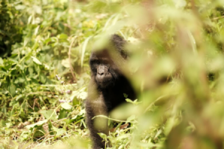 Bwindi Impenetrable Forest image