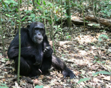 Kibale Forest Nationalpark image