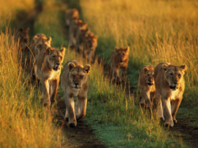 Elefanten vor dem Kilimanjaro image
