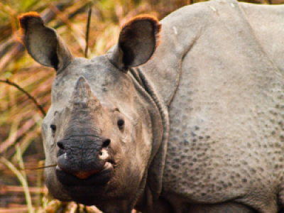 Kaziranga Nationalpark image