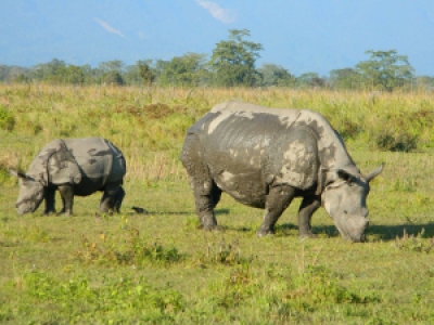 Manas Nationalpark image