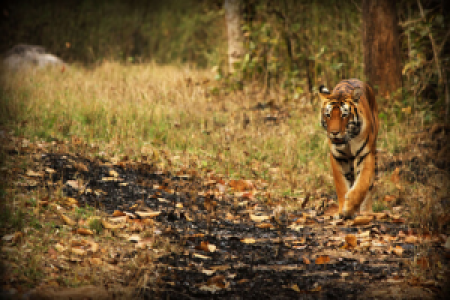 Ranthambore Nationalpark image