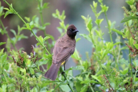 Bye, bye Uganda! image