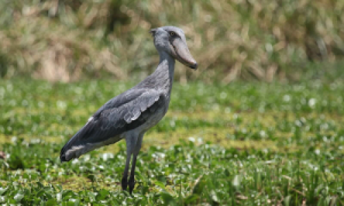 Die Rhinos von Ziwa image